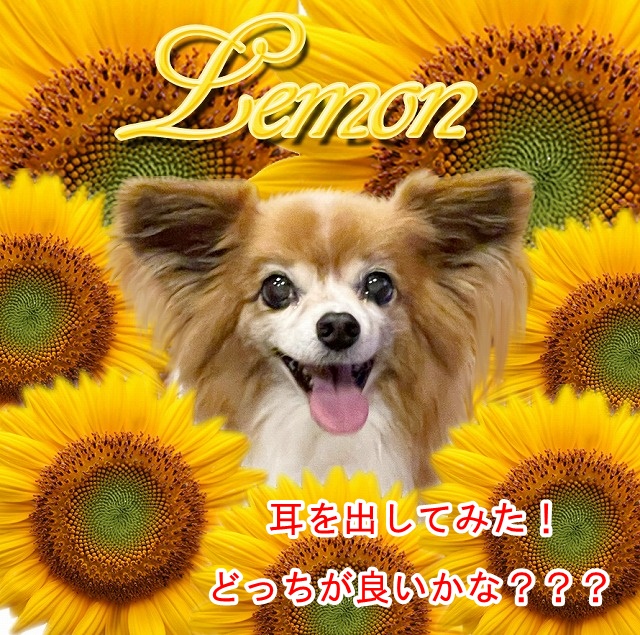 lemon05.jpg