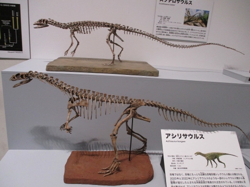アシリサウルス