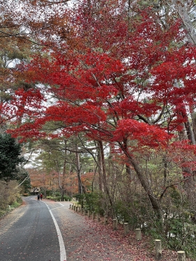 神戸　再度山の紅葉