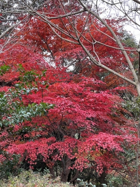 神戸　再度山の紅葉