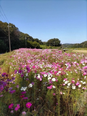 神戸市西区　コスモスの花