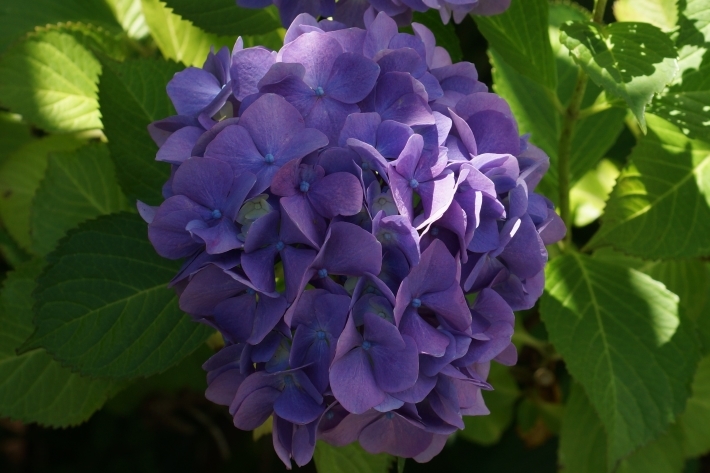 入り口の青い紫陽花051