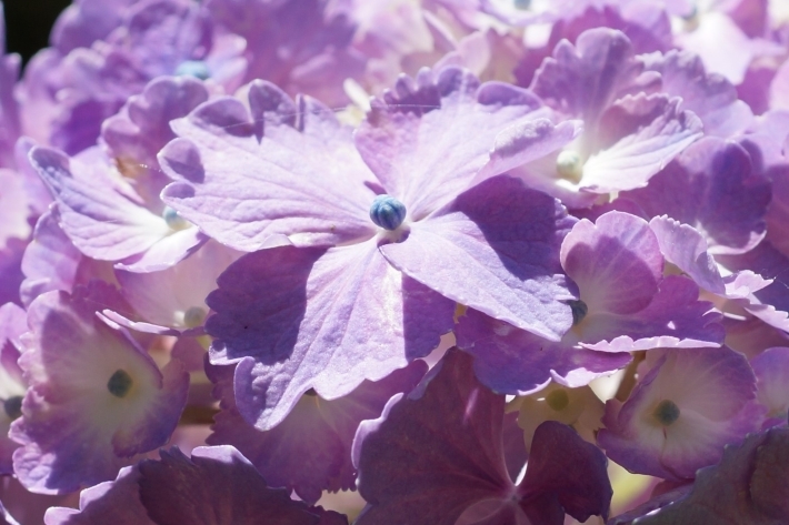 アトリエ外の薄紫の紫陽花051