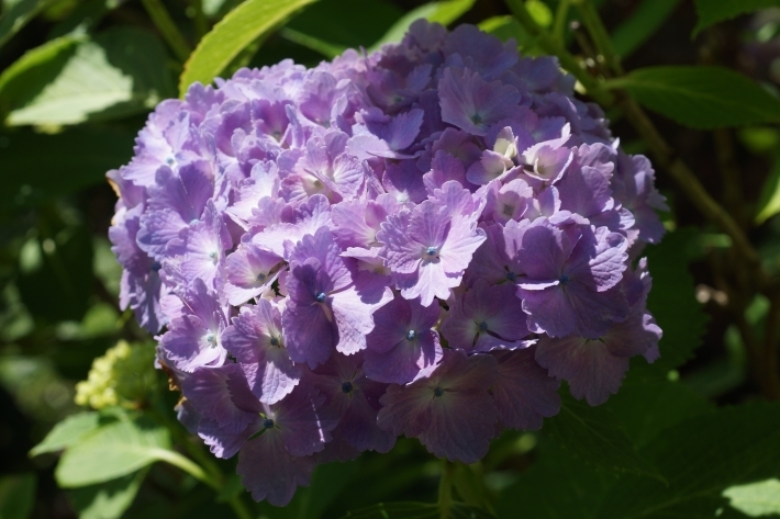 アトリエ外の薄紫の紫陽花057
