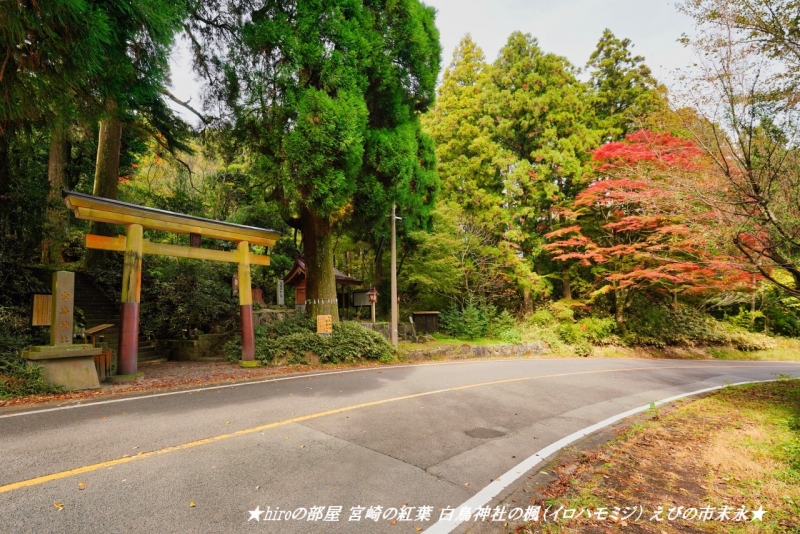 hiroの部屋2 宮崎の紅葉 白鳥神社の楓（イロハモミジ） えびの市末永
