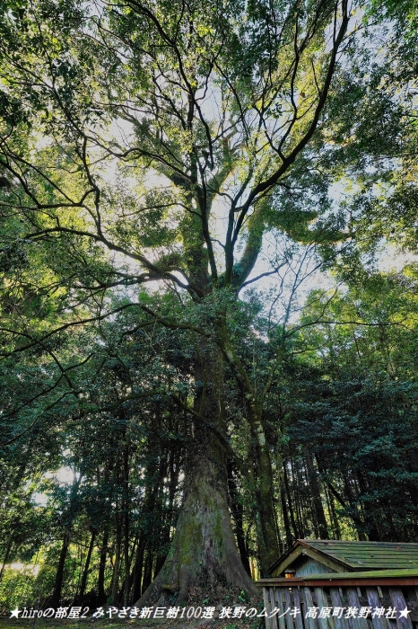 hiroの部屋2 みやざき新巨樹100選 狭野のムクノキ 高原町狭野神社