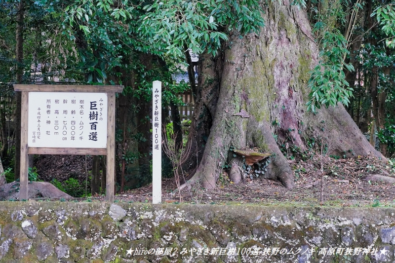 hiroの部屋2 みやざき新巨樹100選 狭野のムクノキ 高原町狭野神社