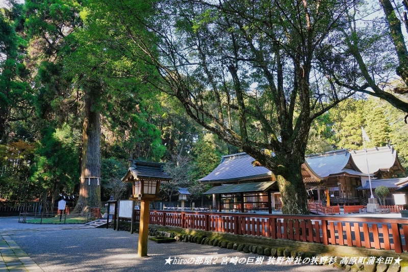hiroの部屋2 宮崎の巨樹 狭野神社の狭野杉 高原町蒲牟田