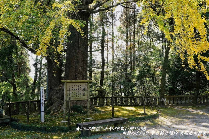 hiroの部屋2 みやざき新巨樹100選 生目のイチョウ 生目神社境内 宮崎市生目