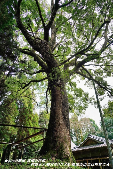 hiroの部屋2 宮崎の巨樹 的野正八幡宮のクスノキ 都城市山之口町富吉