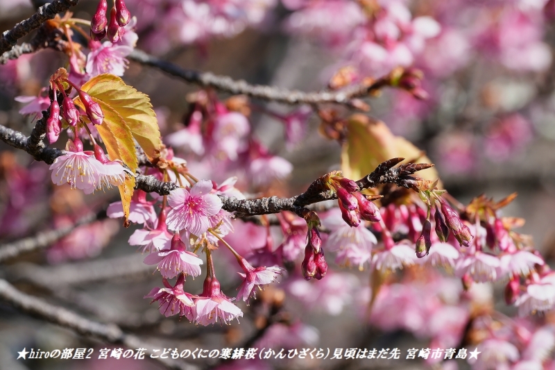 hiroの部屋2 宮崎の花 こどものくにの寒緋桜（かんひざくら）見頃はまだ先 宮崎市青島