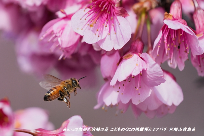 hiroの部屋2 宮崎の花 こどものくにの寒緋桜とミツバチ 宮崎市青島