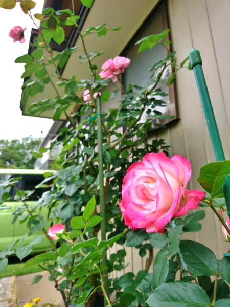 妻の実家の庭に咲くバラ
