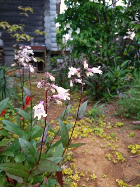 庭に咲くペンステモンの花
