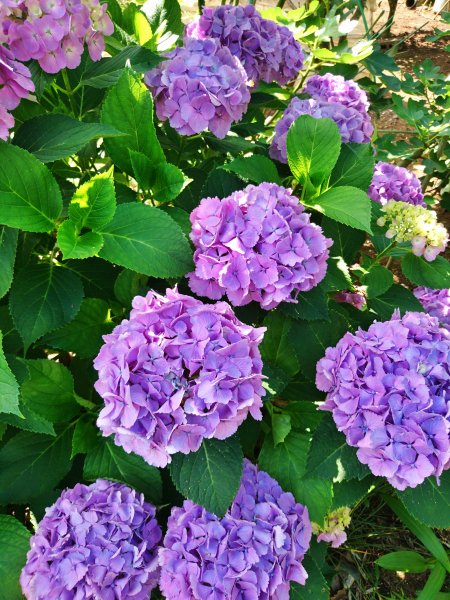 妻の実家の庭に咲く紫陽花の花