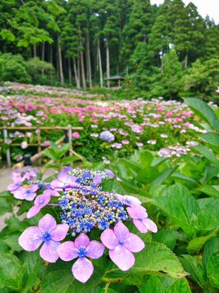 千葉県茂原市の服部農園（あじさい屋敷）の紫陽花