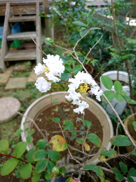 庭にある鉢植えのサルスベリの花