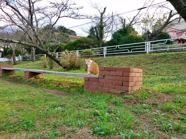 池の畔のベンチに鎮座する猫
