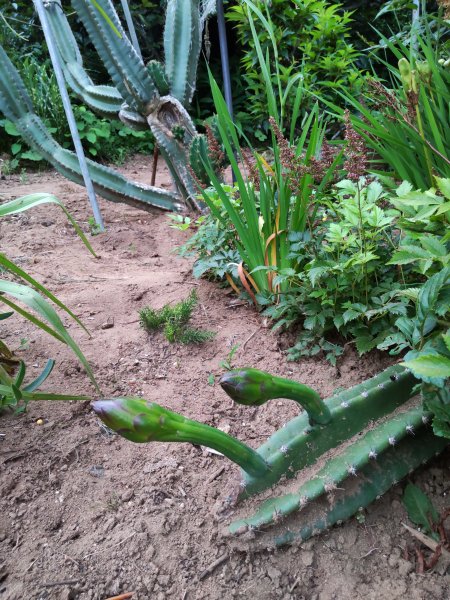 妻の実家の庭の花芽が出た倒れたサボテン