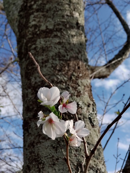 季節はずれに咲いていた、さとにわ耕園の桜の花