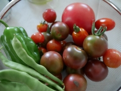 トマト４種３１