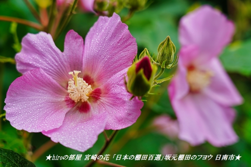 hiroの部屋 宮崎の花 「日本の棚田百選」坂元棚田のフヨウ 日南市