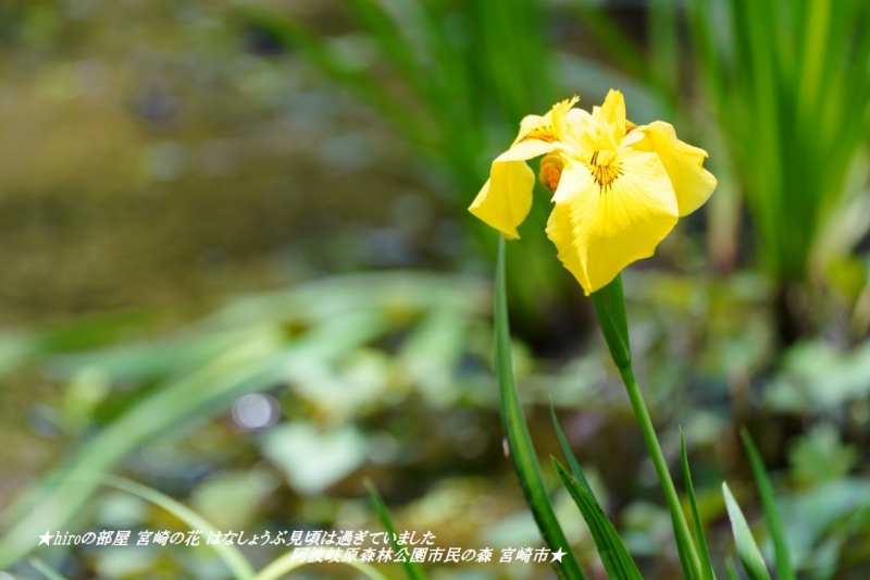 hiroの部屋 宮崎の花 はなしょうぶ見頃は過ぎていました 阿波岐原森林公園市民の森 宮崎市