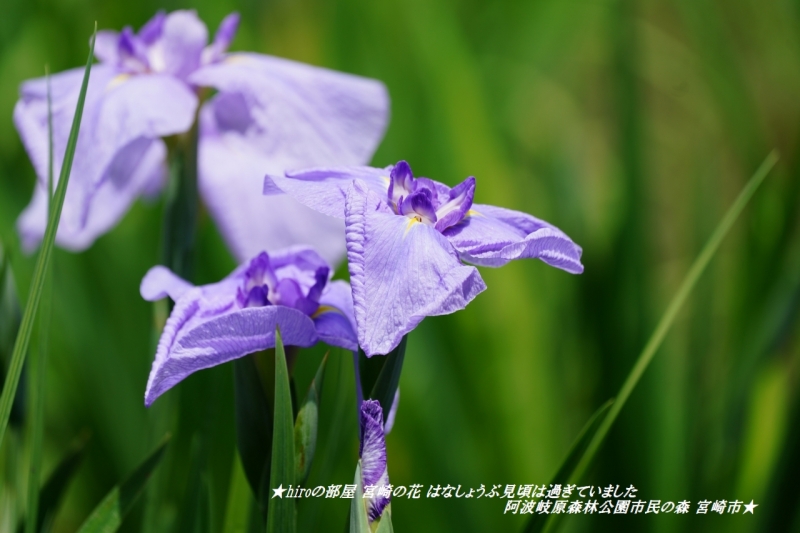 hiroの部屋 宮崎の花 はなしょうぶ見頃は過ぎていました 阿波岐原森林公園市民の森 宮崎市