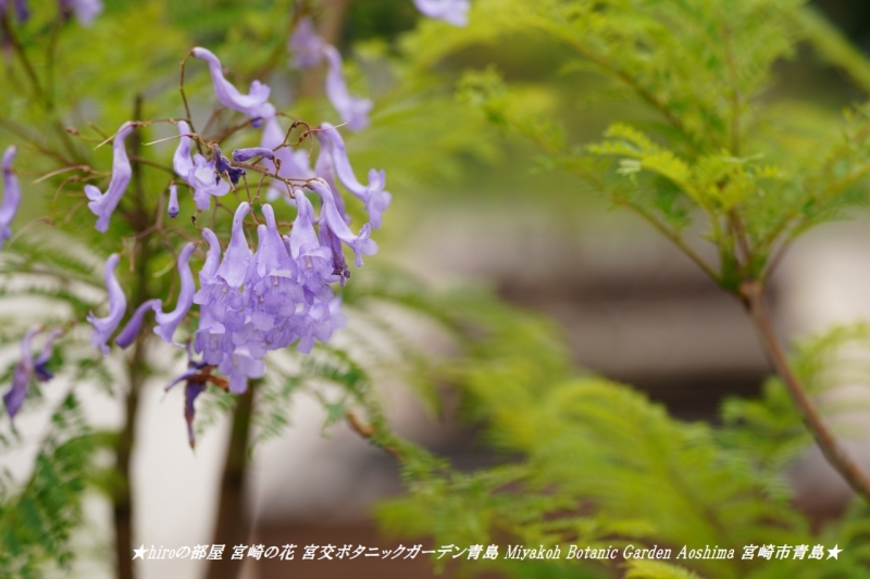 hiroの部屋 宮崎の花 宮交ボタニックガーデン青島 Miyakoh Botanic Garden Aoshima 宮崎市青島
