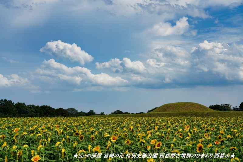 hiroの部屋 宮崎の花 特別史跡公園 西都原古墳群のひまわり 西都市