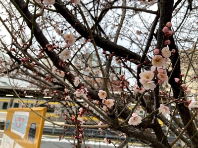 三鷹駅南口の梅の花