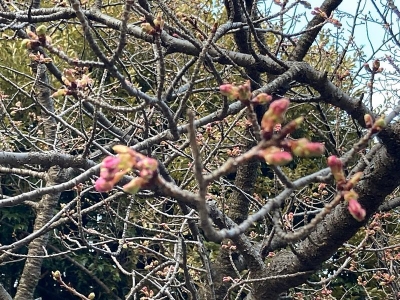 井の頭公園西園の早咲きの桜のつぼみ20240208