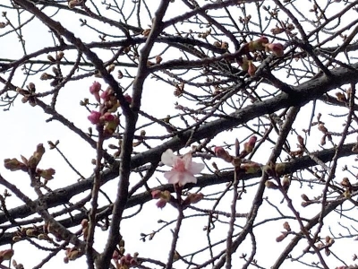 井の頭公園西園のジブリ裏の桜が咲いてた20240209