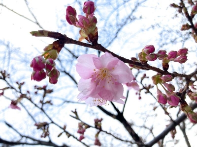 早咲き桜20240211