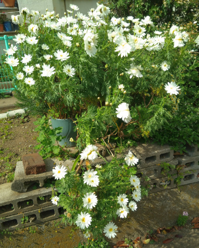 DSC_0840_0428 白いマーガレットの花 の風景 H団地_400