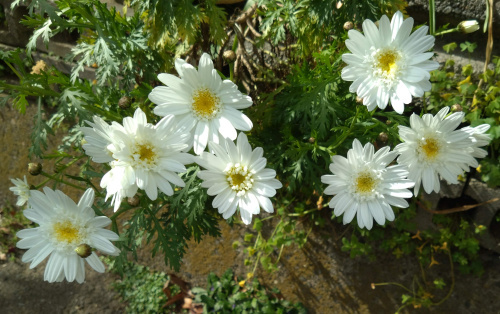 DSC_0841_0428 白いマーガレットの花、普通はこれ H団地_500