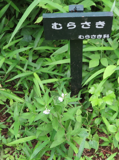 IMG_2106_0525ムラサキの花と名札-武蔵野植物園_400