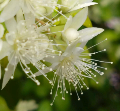DSC_1103_0612ギンバイカの白い花CUTZoom_400