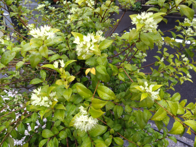 DSC_1104_0612ギンバイカの白い花：S通り_400