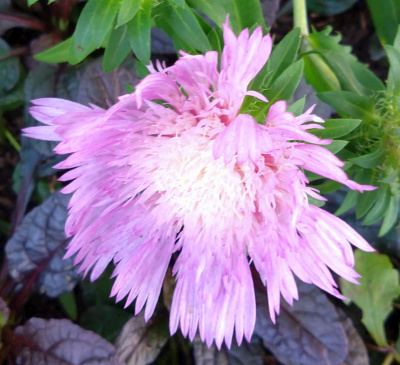 DSC_1121_0614ストケシアのピンクの花Zoom_400：川の駅ガーデン