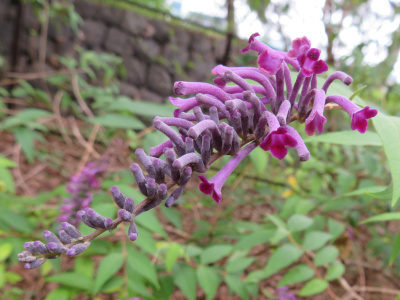 IMG_2581_0608トウフジウツギの紫の花_400