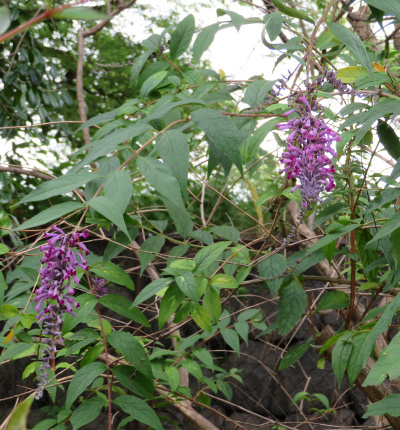 IMG_2575_0608トウフジウツギの紫の花と葉_400