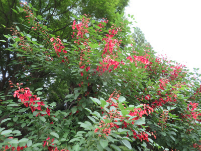 IMG_2628_0608カイコウズの赤い花、鹿児島県_400