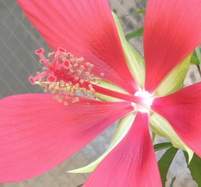 DSC_1191_0716モミジアオイの花のシベZoom_400