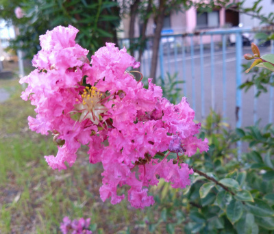 DSC_1290_0807サルスベリの花ピンク_400