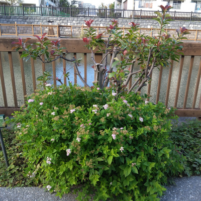 DSC_1847_1018 シモツケの花と剪定されたベニカナメモチ ：川沿いの遊歩道_400