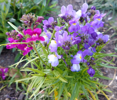 DSC_2788_0129 リナリア紫の花、細い葉_400