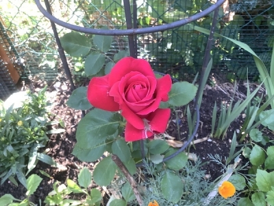赤い薔薇🌹が咲いた。