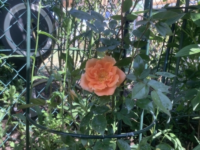 オレンジ色のつるバラが咲いた。