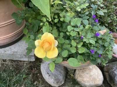 黄色のミニバラ、2度目の開花。